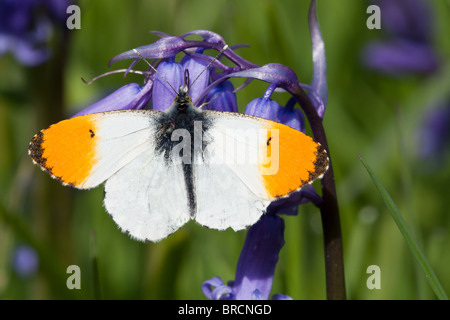 Männliche Orange-Tip Schmetterling, Anthocharis Cardamines, ruht auf Bluebell, Hyacinthoides non-scripta Stockfoto