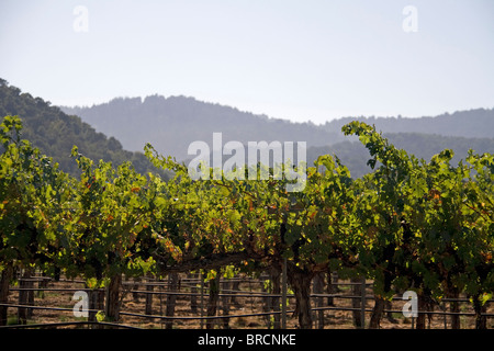 Weingut mit Trauben Früchte erntereif Stockfoto