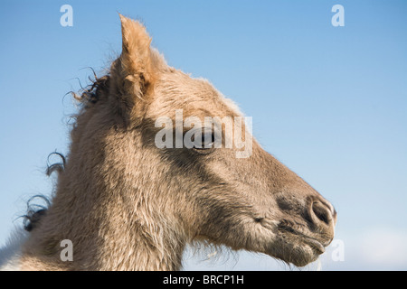 Vier Stunden alten Fohlen, Island. Stockfoto