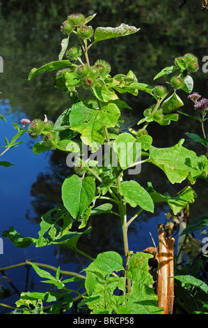 Geringerem Klette (Arctium minus) wächst mit dem Leinpfad von Chichester Canal. Stockfoto