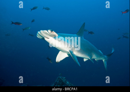 Bogenstirn-Hammerhai, Sphyrna lewinii, Cocos Island, Costa Rica, Ost-Pazifik Stockfoto