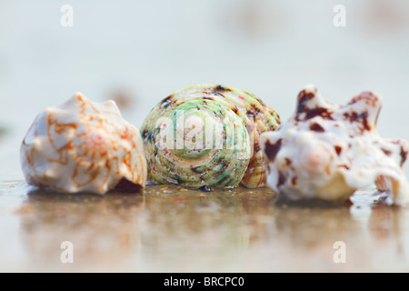 Eine kleine Sammlung von Muscheln am Strand bei Ebbe Stockfoto