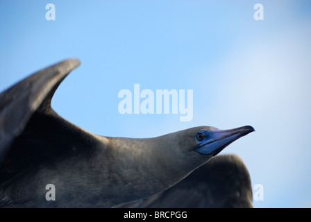 Red Footed Booby Vogel - Sula Sula - Kopfschuss Nahaufnahme, Ecuador, Galapagos-Archipel, Darwin Insel Stockfoto