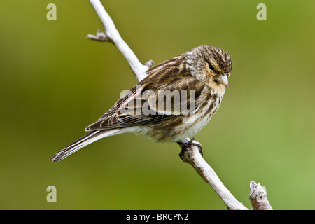 Berghänfling, Zuchtjahr flavirostris Stockfoto