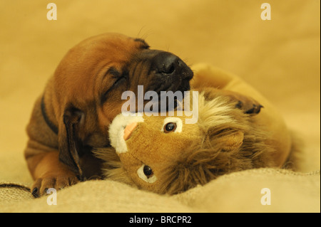 Rhodesian Ridgeback (Canis Lupus Familiaris). Welpen schlafen während ein Spielzeug Löwe umarmt. Stockfoto