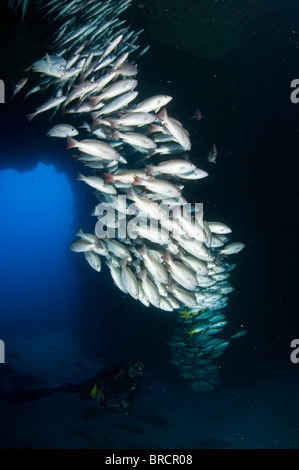 Schule der Schnapper, Cocos Island, Ost-Pazifik Stockfoto