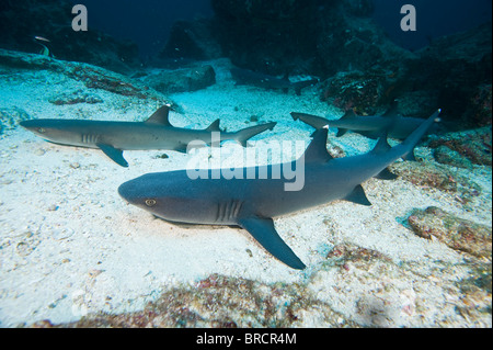 Weißspitzen-Riff-Haie, Triaenodon Obesus, Kokosinseln, Pazifik Stockfoto