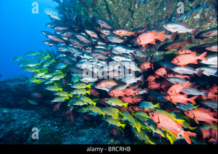 Schule der Schnapper, Cocos Island, Ost-Pazifik Stockfoto