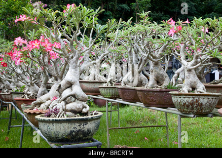 Wüstenrose, Adenium Obesum wächst als Topfpflanzen, Borneo Stockfoto