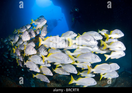 Schule von Schulmeister Schnapper, Cocos Island, East Pacific Ocean Stockfoto