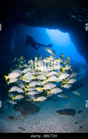 Schule von Schulmeister Schnapper, Cocos Island, East Pacific Ocean Stockfoto