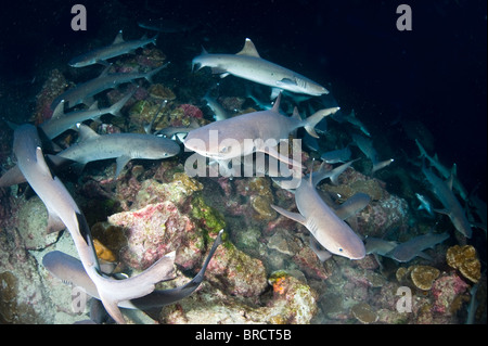 Weißspitzen-Riffhaie, Triaenodon Obesus, jagen in der Nacht, Kokosinseln, Pazifik Stockfoto