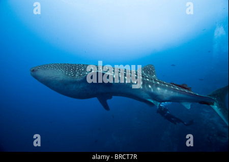 Walhai, Rhincodon Typus, Cocos Island, Costa Rica, Ost-Pazifik Stockfoto