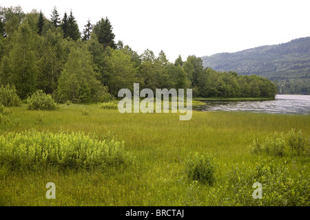 Marschland entlang dem See Ovre Brocken in der Nähe von Torsby, Värmland, Schweden Stockfoto