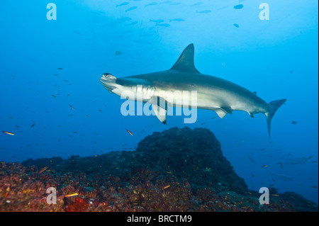 Bogenstirn-Hammerhai, Sphyrna lewinii, Cocos Island, Costa Rica, Ost-Pazifik Stockfoto