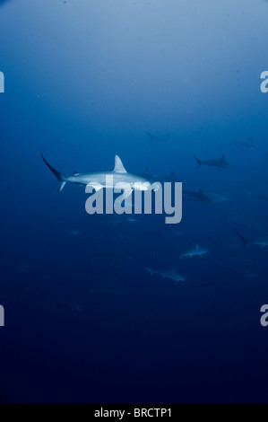 Bogenstirn-Hammerhai, Sphyrna lewinii, Cocos Island, Costa Rica, Ost-Pazifik Stockfoto