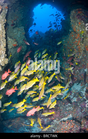 Schule der Schnapper, Cocos Island, Ost-Pazifik Stockfoto