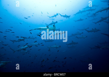 Schule der Bogenstirn-Hammerhai Haifische, Sphyrna lewinii, Cocos Island, Costa Rica, Ost-Pazifik Stockfoto