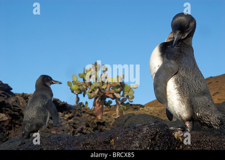 Zwei Galapagos Pinguine (Spheniscus Mendiculus) auf Felsen, Bartolome Insel, Ecuador, Galapagos-Archipel Stockfoto