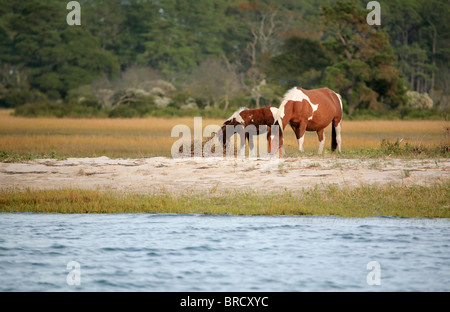 zwei wilde Ponys an der Virginia Herde an Assateague Nationalpark Weiden in der Nähe von dem Rand des Wassers Stockfoto