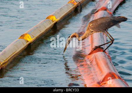 Great Blue Heron Angeln vom Boom geölt. Stockfoto