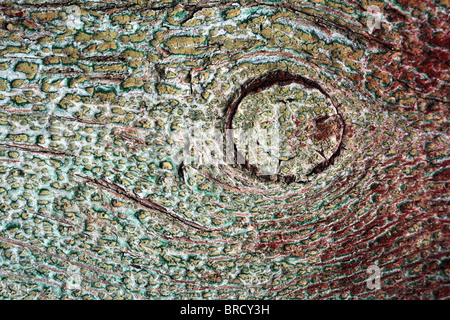 Geschälte Lack auf Holz Stockfoto