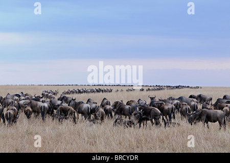 Gnus (oder Gnus, Gnus oder Wildebai, Gnu) Herde überqueren das Grasland in Masai Mara, Kenia, Afrika Stockfoto