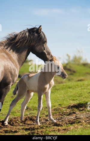 Vier Stunden alten Fohlen mit seiner Mutter, Island. Stockfoto