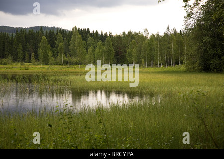 Marschland entlang dem See Ovre Brocken in der Nähe von Torsby, Värmland, Schweden Stockfoto