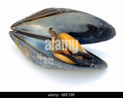 Nahaufnahme der offene Muschel mit Fleisch innen auf einem weißen Hintergrund. Stockfoto