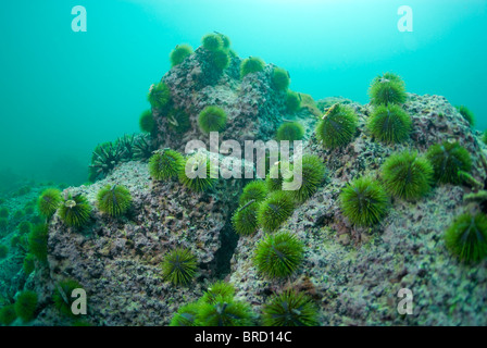 Green Sea Urchins (Lytechinus Semituberculatus) auf Rock, Unterwasser-Sicht, Isla San Cristobal, Ecuador, Galapagos-Archipel, Stockfoto