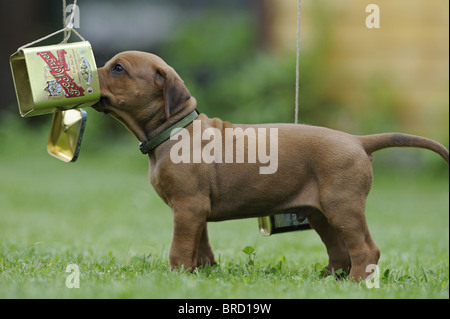 Rhodesian Ridgeback (Canis Lupus Familiaris). Welpen spielen mit Dosen zu erfahren, dass Klappern Objekte muss nicht gefährlich sein. Stockfoto