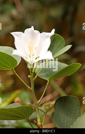 Medizinische Baum Blüte und Knospen Bauhinia forficata Stockfoto