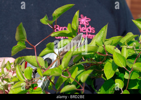 Verwenden Gartenschere zum Schneiden Sie unerwünschte und tot Wachstum. Winter-Jasmin (Jasminum Nudiflorum) Stockfoto