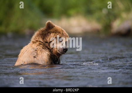 Ansicht der Braunbär im Russian River, Kenai-Halbinsel, Yunan Alaska, Chugach National Forest, Sommer schwimmen Stockfoto