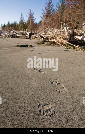 Brauner Bär Spuren am Strand, Hinchinbrook Island, Alaska Prinz Wiliam Sound, Chugach Mountains, Chugach National Forest, Stockfoto