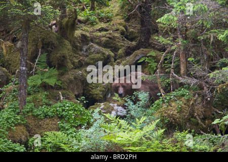 Brauner Bär stehend in einem üppig grünen Regenwald und teilweise versteckten Chugach National Forest, Prince William Sound, Alaska, Stockfoto