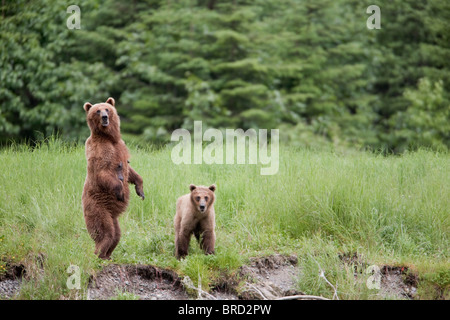 Braunbär weiblich steht mit ihr junges in hohen Gräsern, Chugach Mountains, Chugach National Forest, Prince William Sound, Alaska Stockfoto