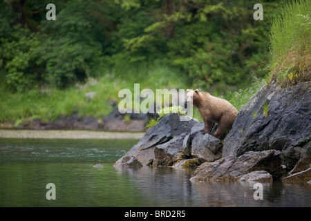 Braunbär Uhren für Lachs in einem Bach in der Nähe von Prince William Sound, Chugach Mountains, Chugach National Forest, Alaska, Sommer Stockfoto