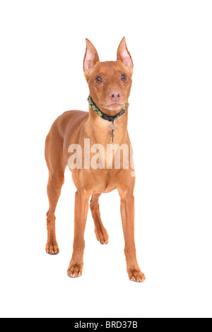 eine rötliche Miniatur Dobermann über weiß Stockfoto