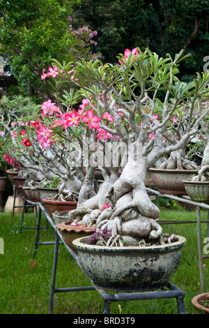 Wüstenrose, Adenium Obesum wächst als Topfpflanzen, Borneo Stockfoto