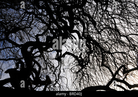 Sophora Japonica Baum im Winter ohne Blätter. Stockfoto