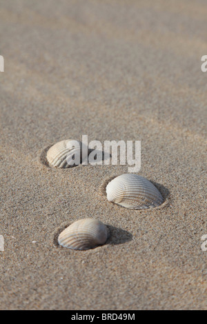 Drei Muscheln im Sand am Strand. Stockfoto