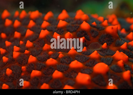 Panamic Kissen Star (Pentaceraster Cumingi), extreme Nahaufnahme, Unterwasser Ansicht, Ecuador, Galapagos-Archipel, Espanola Insel Stockfoto