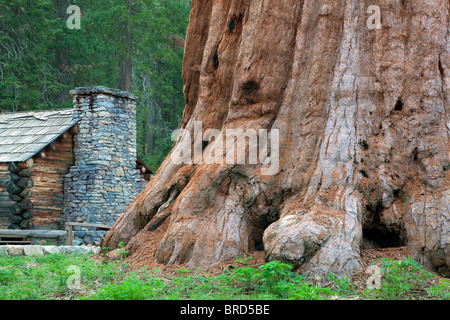 Mariposa Grove Museum mit riesigen Sequoia Redwood-Bäume. Yosemite Nationalpark, Kalifornien Stockfoto