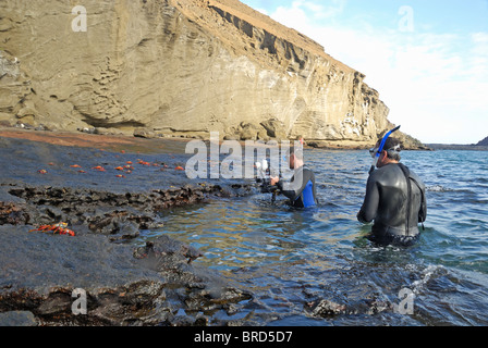 Schnorchler beobachten und zu fotografieren, Sally Lightfoot Krabben (Grapsus Grapsus), Bartolome Insel, Ecuador, Galapagos-Archipel Stockfoto