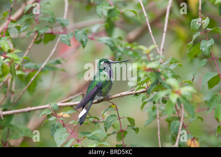 Lila-einem Weißspitzen (Urosticte Benjamini), männliche. Stockfoto