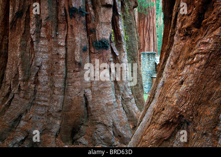 Mariposa Grove Museum Steinkamin mit gigantischen Sequoia Redwood-Bäume. Yosemite Nationalpark, Kalifornien Stockfoto