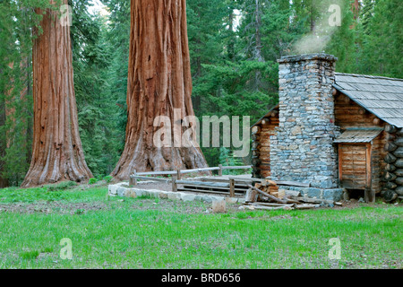 Mariposa Grove Museum mit riesigen Sequoia Redwood-Bäume. Yosemite Nationalpark, Kalifornien Stockfoto