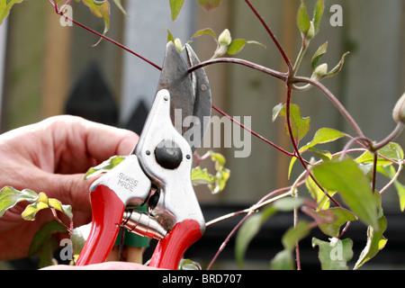 Schneiden unerwünschte Wachstum mit einer Gartenschere, Königin der Kletterpflanzen - Clematis Terniflora, halb immergrüner Kletterer Stockfoto